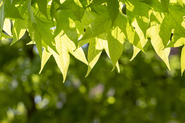 Свіже зелене листя фон з абстрактним розмитим листям і яскравим літнім сонячним світлом
. - Фото, зображення