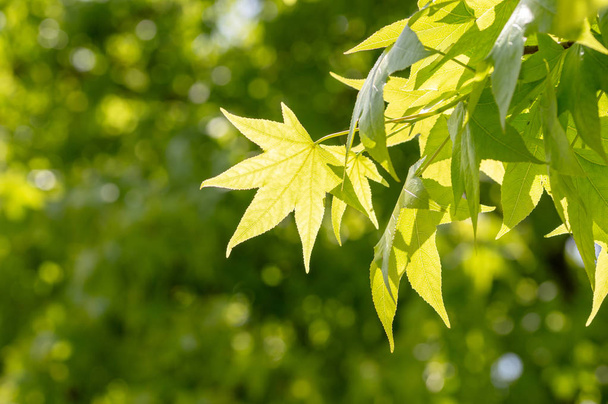 Свіже зелене листя фон з абстрактним розмитим листям і яскравим літнім сонячним світлом
. - Фото, зображення