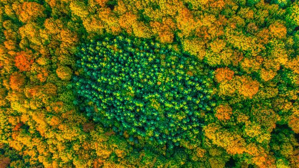 Vista aérea da floresta perene conífera completamente cercada
 - Foto, Imagem
