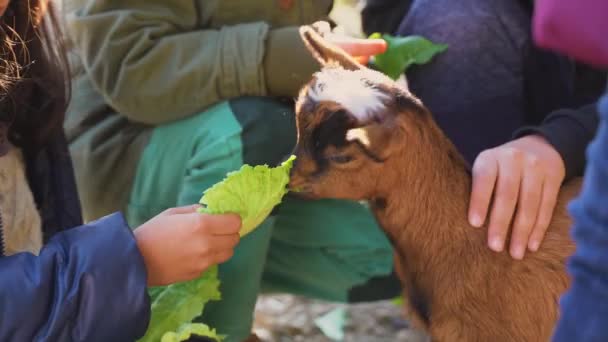 Pequeno bebê doméstico cabra marrom recebendo mão alimentada em um dia ensolarado muito brilhante por crianças pequenas. Imagens muito fofas e fofinhas, quentes e fofas. Capra aegagrus hircus
. - Filmagem, Vídeo