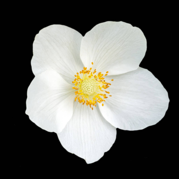 Nahaufnahme einer schönen weißen Blume einer Anemone hupehensis mit gelbem Zentrum isoliert auf schwarzem Hintergrund - Foto, Bild