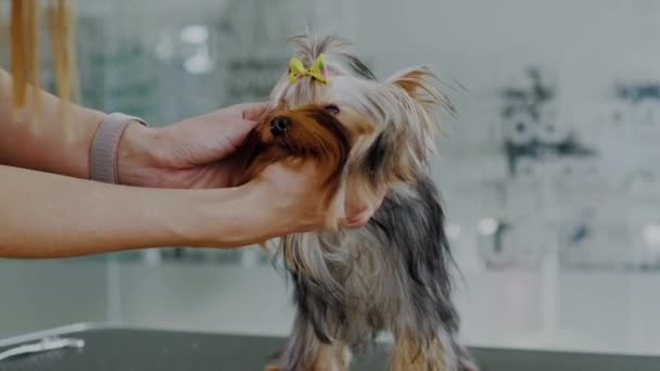Γιόρκσαϊρ τεριέ σε κομμωτήριο σκύλων - Πλάνα, βίντεο