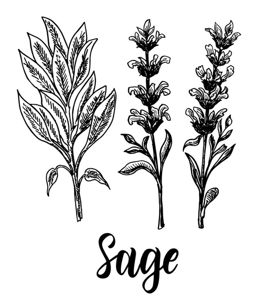 Collection of sage, branch of sage, leaves and flowers. Cosmetic, perfumery and medical plant. Vector hand drawn illustration. Sketch - Вектор, зображення