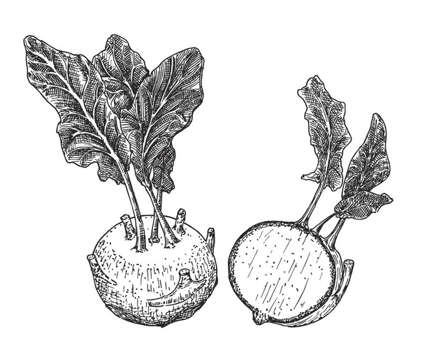 Kohlrabi cabbage turnip. Vector Kohlrabi sketch set. Vintage line drawing or engraving illustration - Vector, Image
