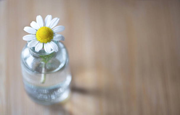 Daisy flower in a glass transparent vase on a wooden table, close up, above vantage point photography - 写真・画像