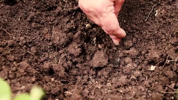 Ο αγρότης ρίχνει σπόρους στο χώμα στον κήπο του. Ανοιξιάτικες εργασίες, κοντινό. - Πλάνα, βίντεο