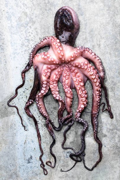 Octopus on a gray background - Φωτογραφία, εικόνα