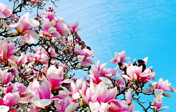 Розовые цветы магнолии на голубом фоне неба в солнечный день. Буш цветет розовыми цветами весной
. - Фото, изображение