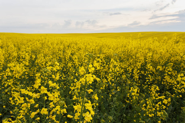 Scenic rural landscape with blooming rapeseed field - Fotó, kép