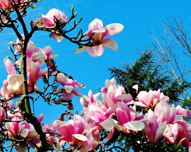 Розовые цветы магнолии на голубом фоне неба в солнечный день. Буш цветет розовыми цветами весной
. - Фото, изображение