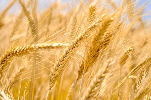 Fragment of a wheat field - Photo, Image