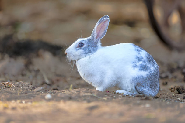 white Rabbit on ground blurred background - Photo, Image