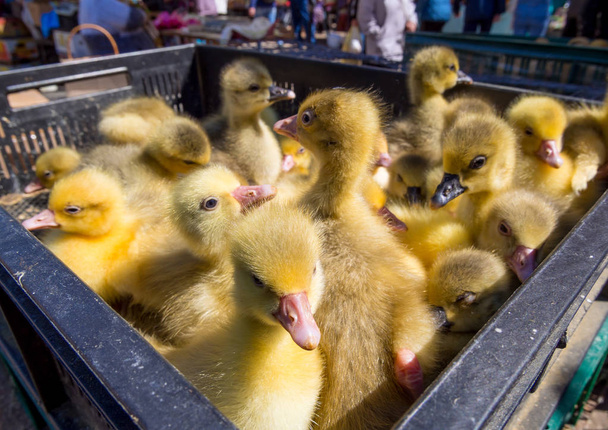 Many small ducklings are sitting in a plastic box - Photo, Image