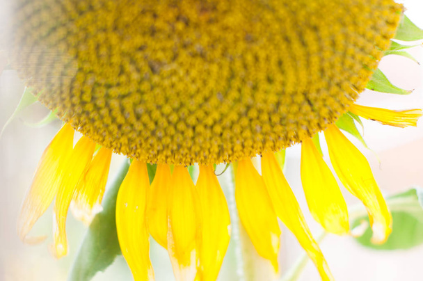 close up of bright yellow sunflower petals, partial view - Photo, Image