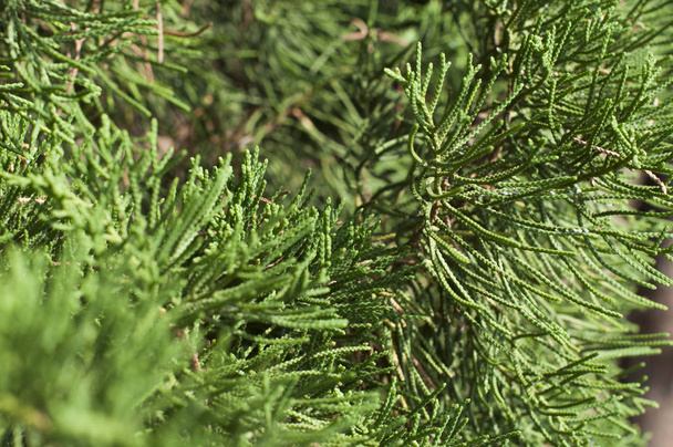 groene fir naalden close-up  - Foto, afbeelding