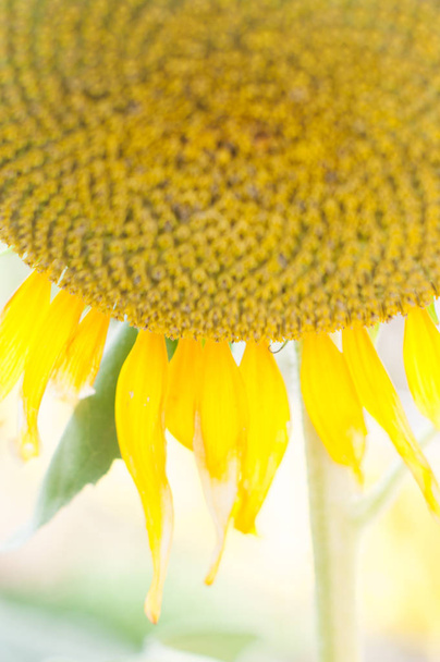 primer plano de pétalos de girasol amarillo brillante, vista parcial
 - Foto, imagen