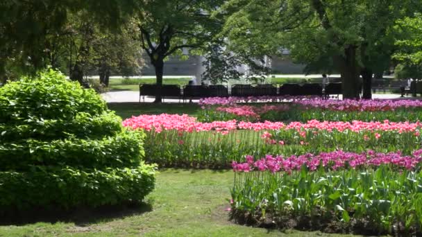 muchos tulipanes hermosos brillantes en la cama del parque GOMEL, BELARUS
 - Imágenes, Vídeo