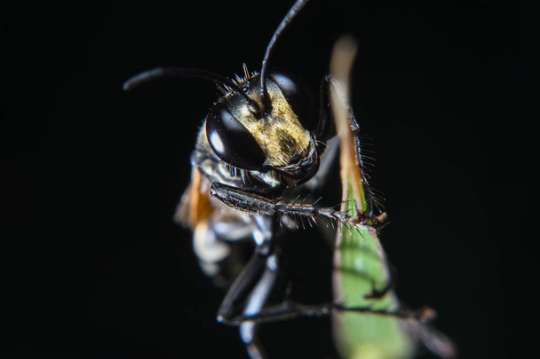 Μια μακροσκοπική φωτογραφία του μαύρου εντόμου μέλισσας στο πράσινο φύλλο με απομονωμένο μαύρο φόντο - Φωτογραφία, εικόνα