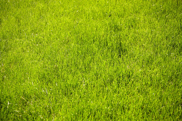 Feld oder Wiese mit frischem grünen Gras.  - Foto, Bild