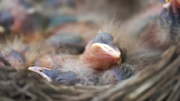 Nidos de zorzal recién nacidos que duermen en un nido de cerca
 - Metraje, vídeo
