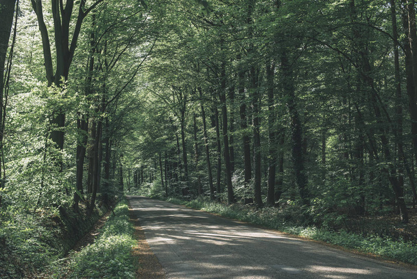 Carretera de un solo carril en bosque soleado en primavera
. - Foto, imagen