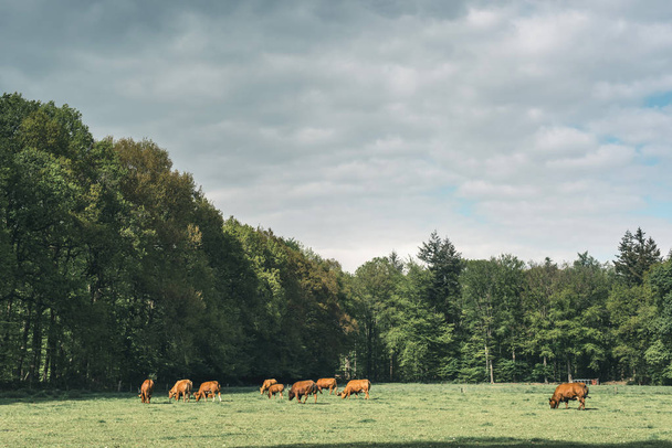 Herd of brown cows in forest meadow under cloudy sky in spring. - Photo, Image