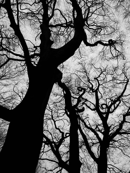 Baumstämme, selektiver Fokus, schwarz-weiß - Foto, Bild