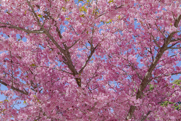Tajvan cseresznyevirág szezon, Wuling Farm, Qianying Garden, virágzó cseresznye virágok - Fotó, kép