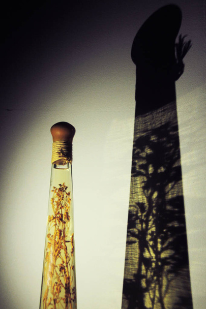 elemento de vidrio que contiene una flor en su interior y refleja su sombra en la pared - Foto, Bild