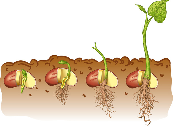 fazolové semeno - Vektor, obrázek