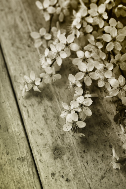 Spring Blossom - Фото, зображення