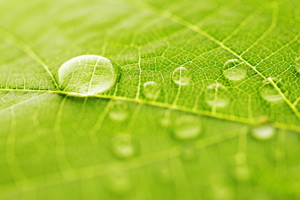 Water drop on green leaf - Photo, Image
