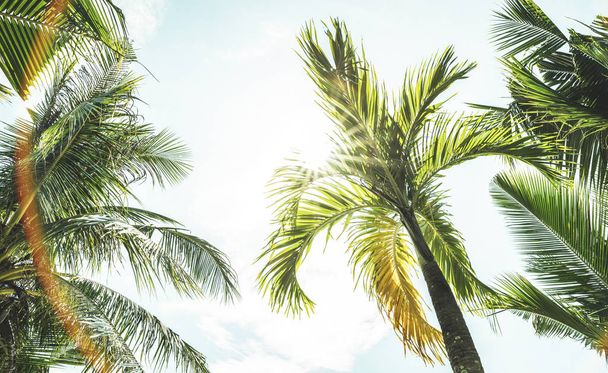 Alulról lefelé tekintettel kókusz pálmafák és ég a strandtól pont-Ko Samui Thaiföldön-alacsony látószögű nézet kizárólagos cél témája a napsütéses nap-meleg türkiz Vintage szűrő - Fotó, kép