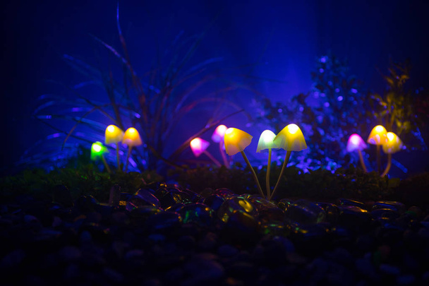 Fantasy glowing mushrooms in mystery dark forest close-up. Beautiful macro shot of magic mushroom or souls lost in avatar forest. Fairy lights on background with fog. - Photo, Image