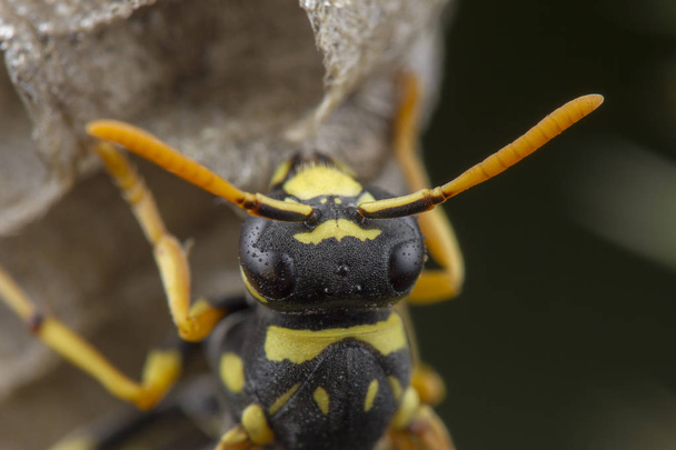 European Polistes galicus ampiainen hornet hoitaa pesäänsä
 - Valokuva, kuva