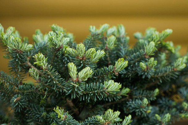 Green pine or silver fir, close up - Photo, Image