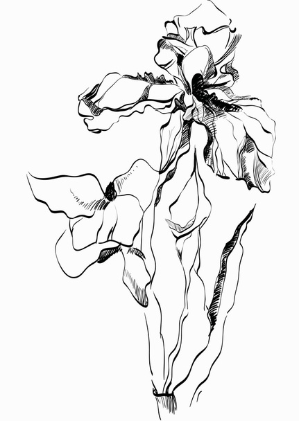 virág írisz - Vektor, kép