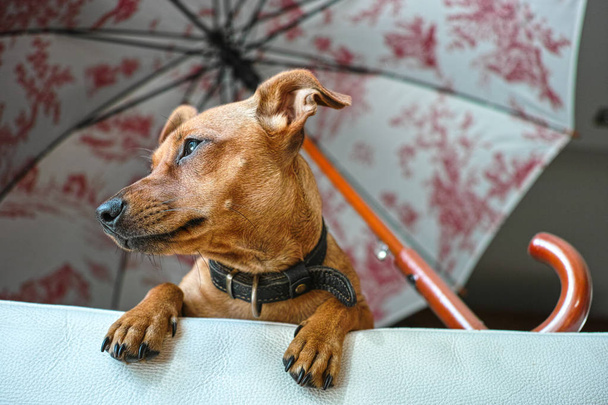 Miniatűr Pinscher kutya várja gazdáját a kanapén, alulról nézve - Fotó, kép