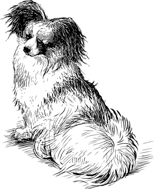 Bosquejo de un perro faldero esponjoso
 - Vector, Imagen