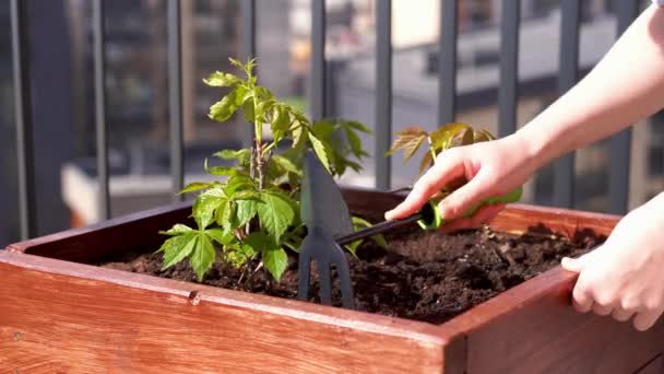 Garten- und Gartenbau. wächst mädchenhafte Trauben in einem Kasten auf einer Terrasse in der Stadt. - Filmmaterial, Video