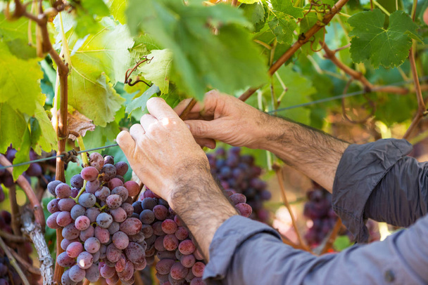 Close-up male hands picking bunch of red grapes - Foto, Imagem