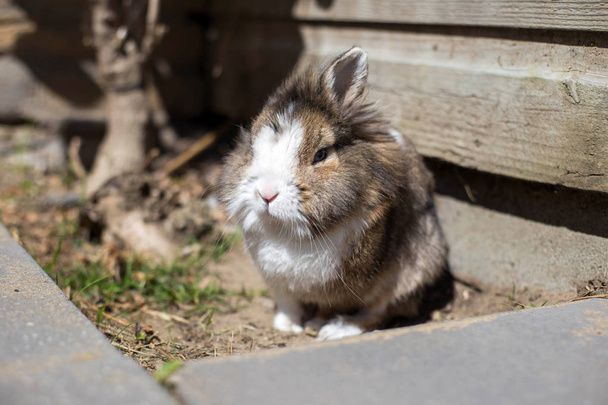 Yeni doğmuş tavşan veya sevimli tavşan bir bahçede kum, sevimli evcil hayvan - Fotoğraf, Görsel