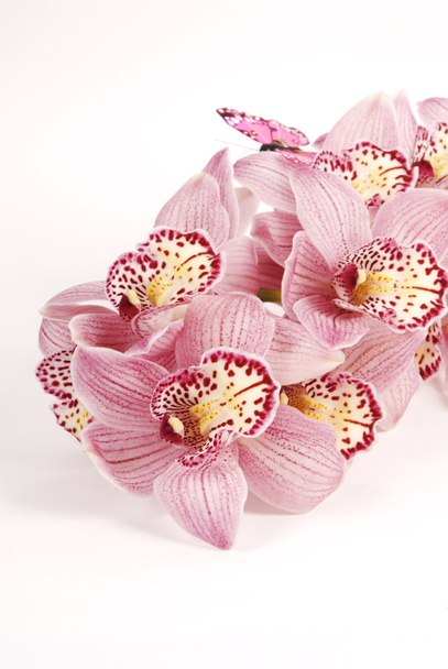 Orchideen cymbidium - Foto, Bild