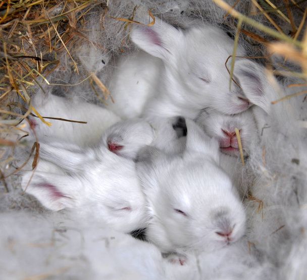 Un conejo de cría de diez días de la raza de California maternidad depa
 - Foto, Imagen