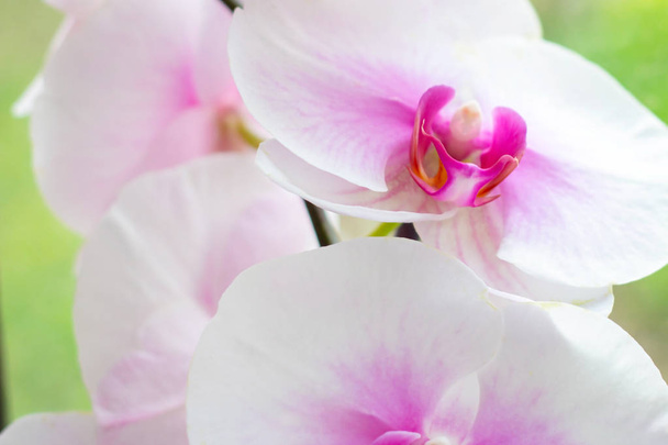 Beautiful tropical exotic branch with white, pink and magenta Moth Phalaenopsis Orchid flowers in spring in the forest on bright colorful background. - Foto, afbeelding