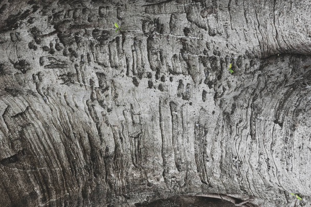 Closeup of palm bark or plane tree. Abstraction. - Fotó, kép
