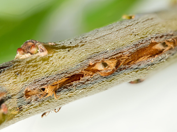 Makrobild von Baumschäden durch Zikaden - Foto, Bild