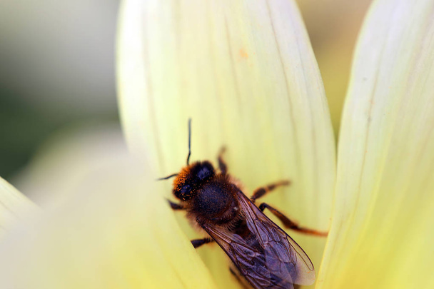 Mel abelha polinizando uma flor amarela Macro Shot
 - Foto, Imagem