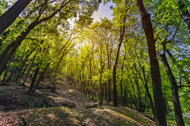 Green forest in the spring on a sunny day - Fotoğraf, Görsel
