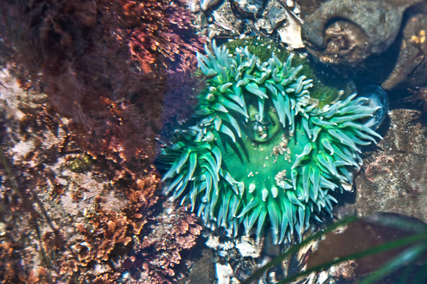 Sea anemone in brilliant green underwater on Oregon Coast - Photo, Image